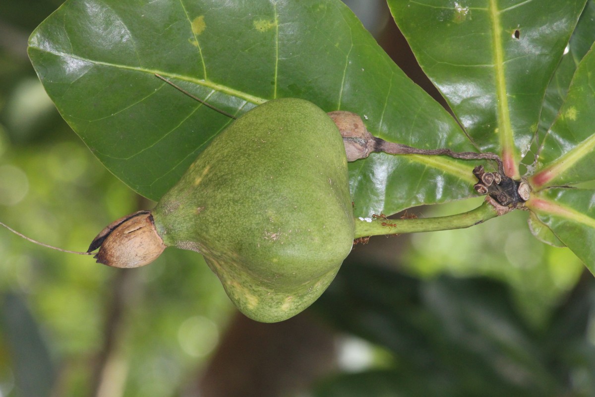 Barringtonia asiatica (L.) Kurz